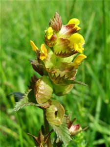 Kleiner Klappertopf (Rhinanthus minor) im Naturschutzgebiet Bachwiesen/Leopoldswiesen im Hockenheimer Rheinbogen