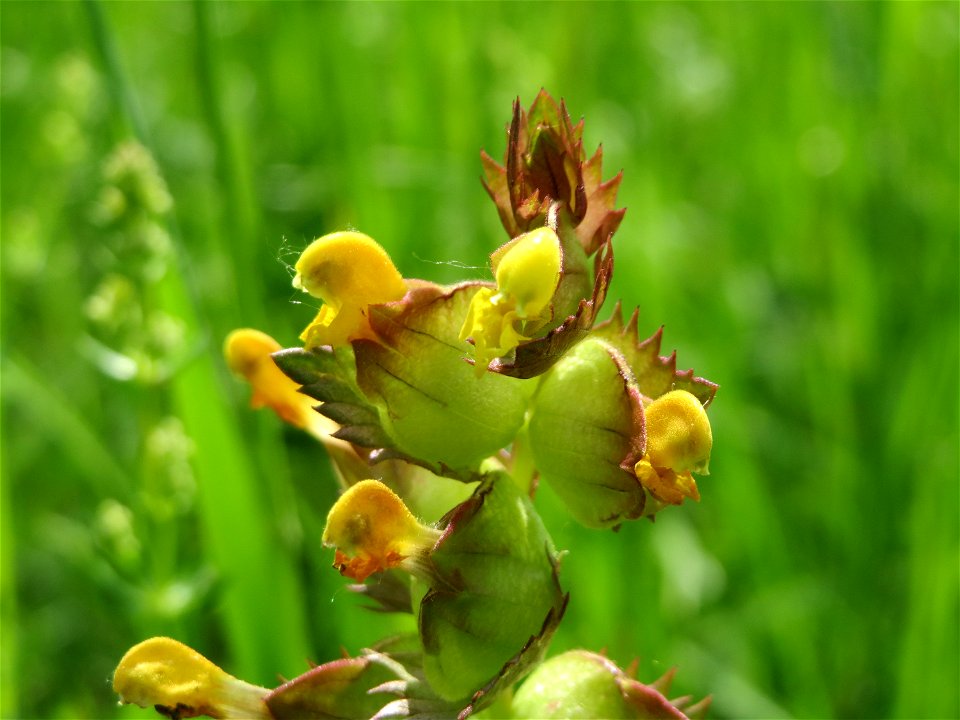 Kleiner Klappertopf (Rhinanthus minor) im Naturschutzgebiet Bachwiesen/Leopoldswiesen im Hockenheimer Rheinbogen