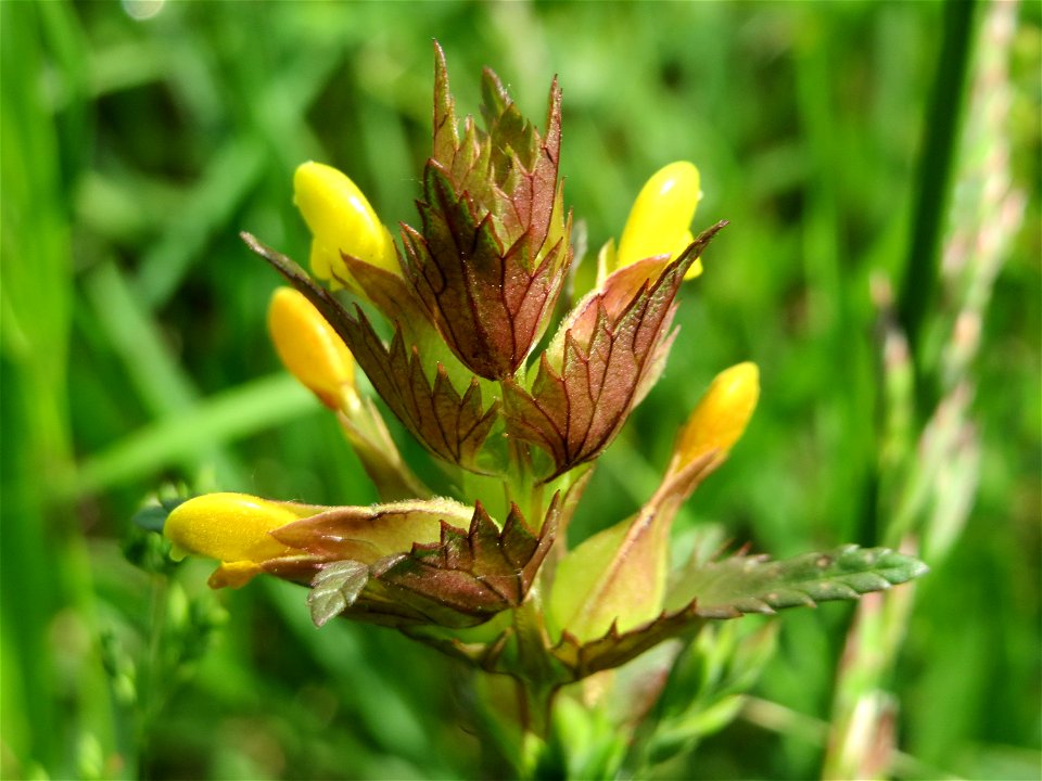 Kleiner Klappertopf (Rhinanthus minor) im Naturschutzgebiet Bachwiesen/Leopoldswiesen im Hockenheimer Rheinbogen