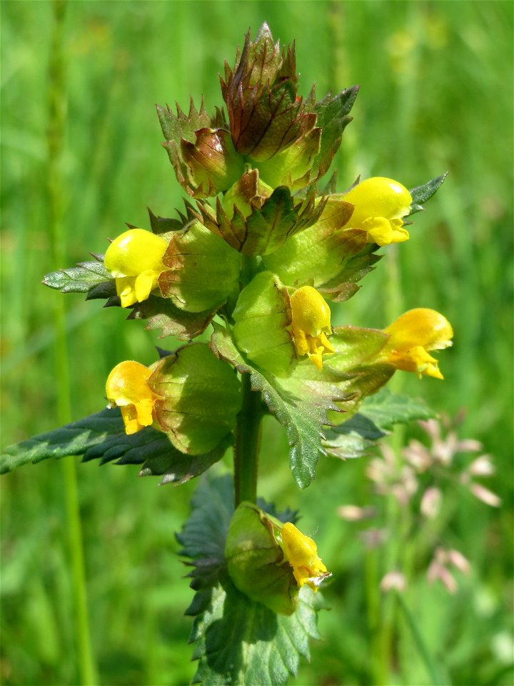 Kleiner Klappertopf (Rhinanthus minor) im Naturschutzgebiet Bachwiesen/Leopoldswiesen im Hockenheimer Rheinbogen
