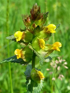 Kleiner Klappertopf (Rhinanthus minor) im Naturschutzgebiet Bachwiesen/Leopoldswiesen im Hockenheimer Rheinbogen