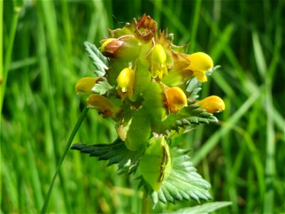 Kleiner Klappertopf (Rhinanthus minor) im Naturschutzgebiet Bachwiesen/Leopoldswiesen im Hockenheimer Rheinbogen