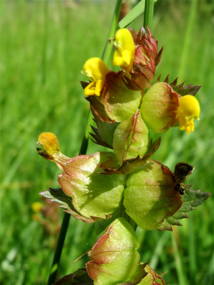 Kleiner Klappertopf (Rhinanthus minor) im Naturschutzgebiet Bachwiesen/Leopoldswiesen im Hockenheimer Rheinbogen