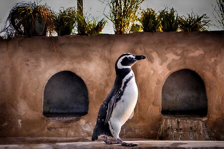 Bird water bird animal