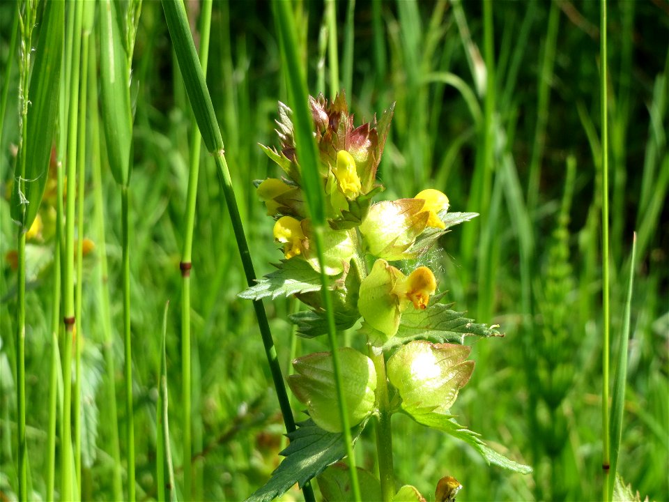 Kleiner Klappertopf (Rhinanthus minor) im Naturschutzgebiet Bachwiesen/Leopoldswiesen im Hockenheimer Rheinbogen