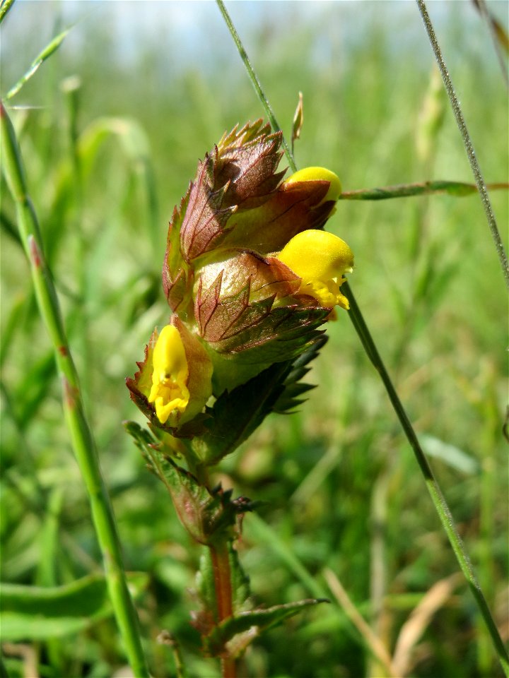 Kleiner Klappertopf (Rhinanthus minor) im Naturschutzgebiet Bachwiesen/Leopoldswiesen im Hockenheimer Rheinbogen