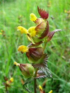 Kleiner Klappertopf (Rhinanthus minor) im Naturschutzgebiet Badstube