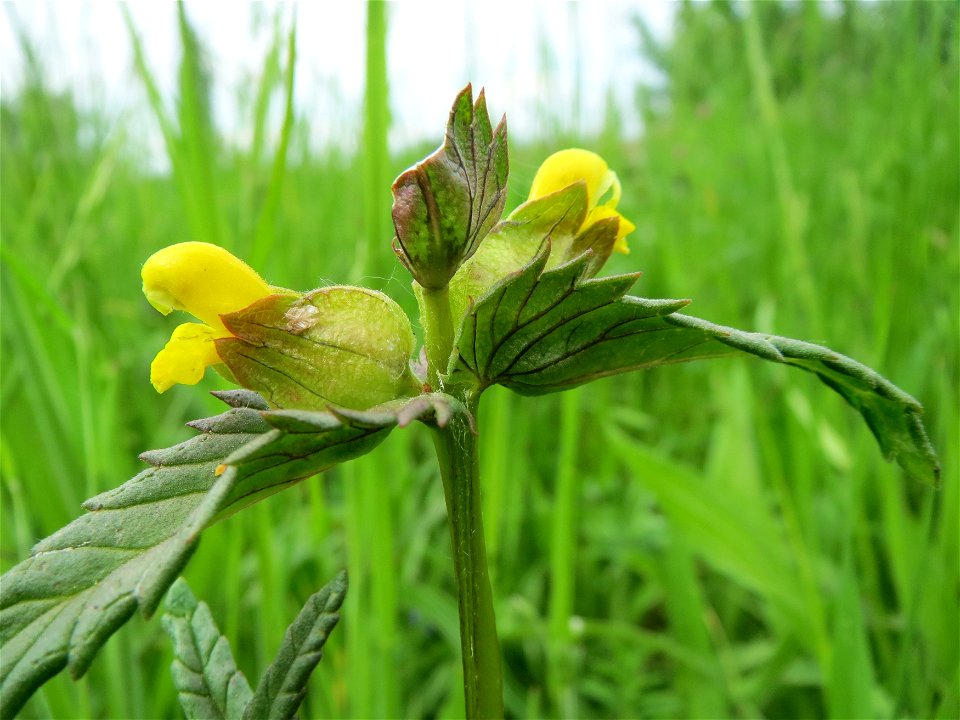 Kleiner Klappertopf (Rhinanthus minor) im Naturschutzgebiet Bachwiesen/Leopoldswiesen im Hockenheimer Rheinbogen