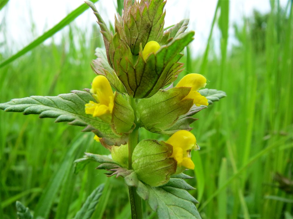 Kleiner Klappertopf (Rhinanthus minor) im Naturschutzgebiet Bachwiesen/Leopoldswiesen im Hockenheimer Rheinbogen