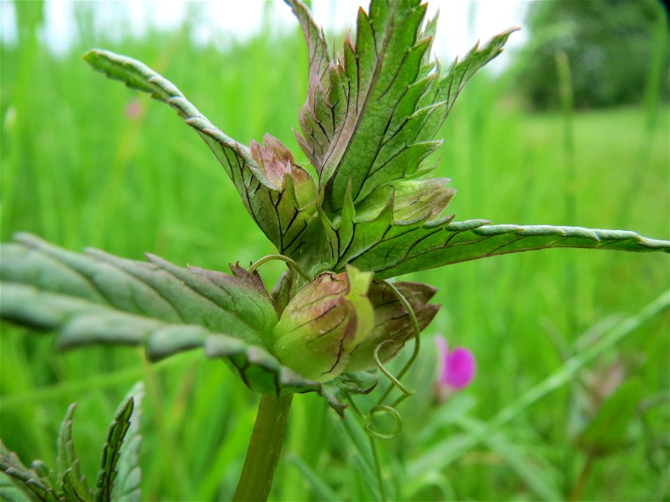 Kleiner Klappertopf (Rhinanthus minor) im Naturschutzgebiet Bachwiesen/Leopoldswiesen im Hockenheimer Rheinbogen
