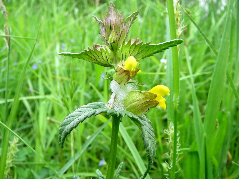 Kleiner Klappertopf (Rhinanthus minor) im Naturschutzgebiet Bachwiesen/Leopoldswiesen im Hockenheimer Rheinbogen