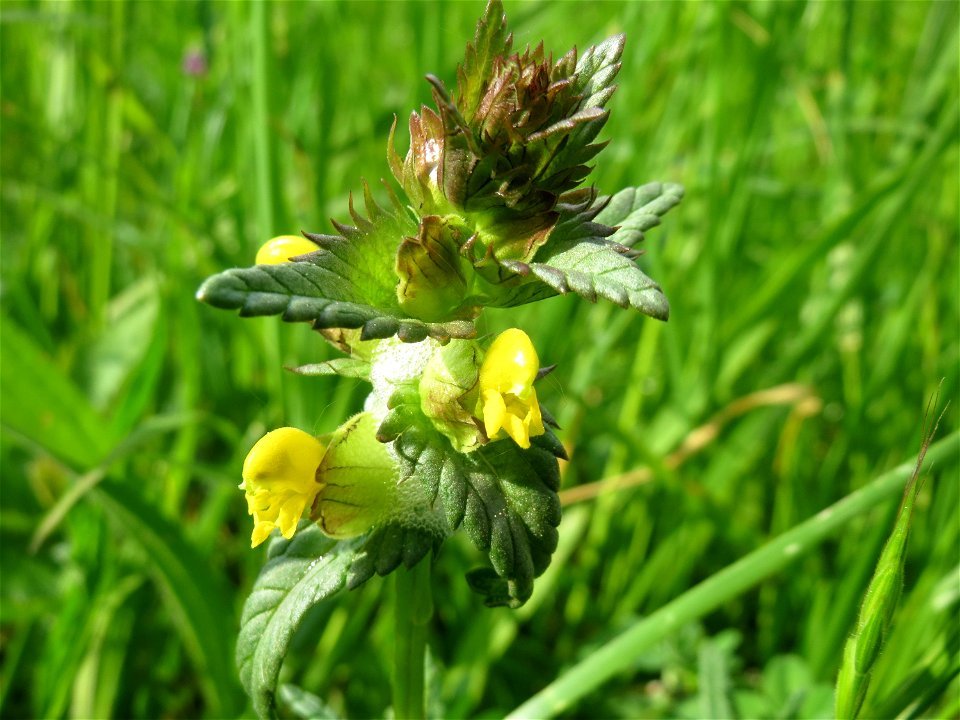 Kleiner Klappertopf (Rhinanthus minor) im Naturschutzgebiet Bachwiesen/Leopoldswiesen im Hockenheimer Rheinbogen