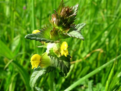 Kleiner Klappertopf (Rhinanthus minor) im Naturschutzgebiet Bachwiesen/Leopoldswiesen im Hockenheimer Rheinbogen