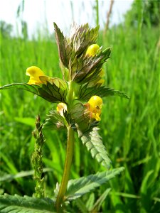 Kleiner Klappertopf (Rhinanthus minor) im Naturschutzgebiet Bachwiesen/Leopoldswiesen im Hockenheimer Rheinbogen