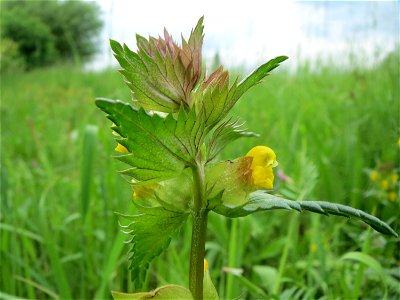 Kleiner Klappertopf (Rhinanthus minor) im Naturschutzgebiet „Bachwiesen/Leopoldswiesen“ im Hockenheimer Rheinbogen