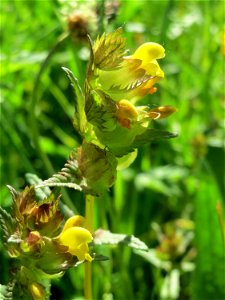 Kleiner Klappertopf (Rhinanthus minor) im Naturschutzgebiet „Bachwiesen/Leopoldswiesen“ im Hockenheimer Rheinbogen
