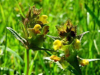Kleiner Klappertopf (Rhinanthus minor) im Naturschutzgebiet „Bachwiesen/Leopoldswiesen“ im Hockenheimer Rheinbogen