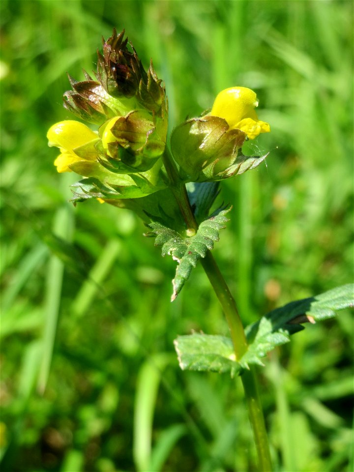 Kleiner Klappertopf (Rhinanthus minor) im Naturschutzgebiet „Bachwiesen/Leopoldswiesen“ im Hockenheimer Rheinbogen