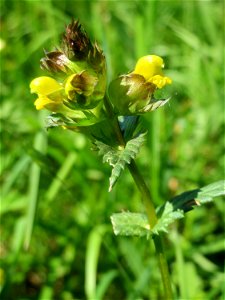 Kleiner Klappertopf (Rhinanthus minor) im Naturschutzgebiet „Bachwiesen/Leopoldswiesen“ im Hockenheimer Rheinbogen