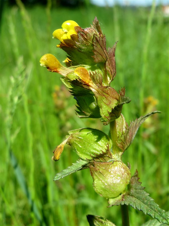 Kleiner Klappertopf (Rhinanthus minor) im Naturschutzgebiet „Bachwiesen/Leopoldswiesen“ im Hockenheimer Rheinbogen