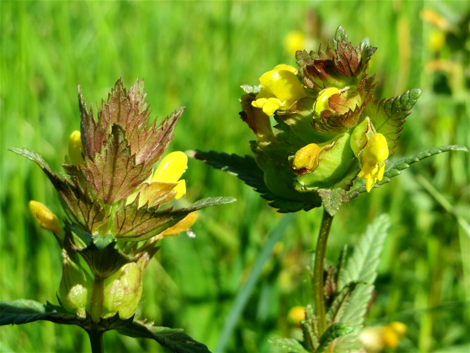 Kleiner Klappertopf (Rhinanthus minor) im Naturschutzgebiet „Bachwiesen/Leopoldswiesen“ im Hockenheimer Rheinbogen