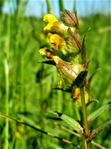 Kleiner Klappertopf (Rhinanthus minor) im Naturschutzgebiet „Bachwiesen/Leopoldswiesen“ im Hockenheimer Rheinbogen
