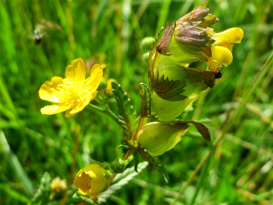 Kleiner Klappertopf (Rhinanthus minor) im Naturschutzgebiet „Bachwiesen/Leopoldswiesen“ im Hockenheimer Rheinbogen