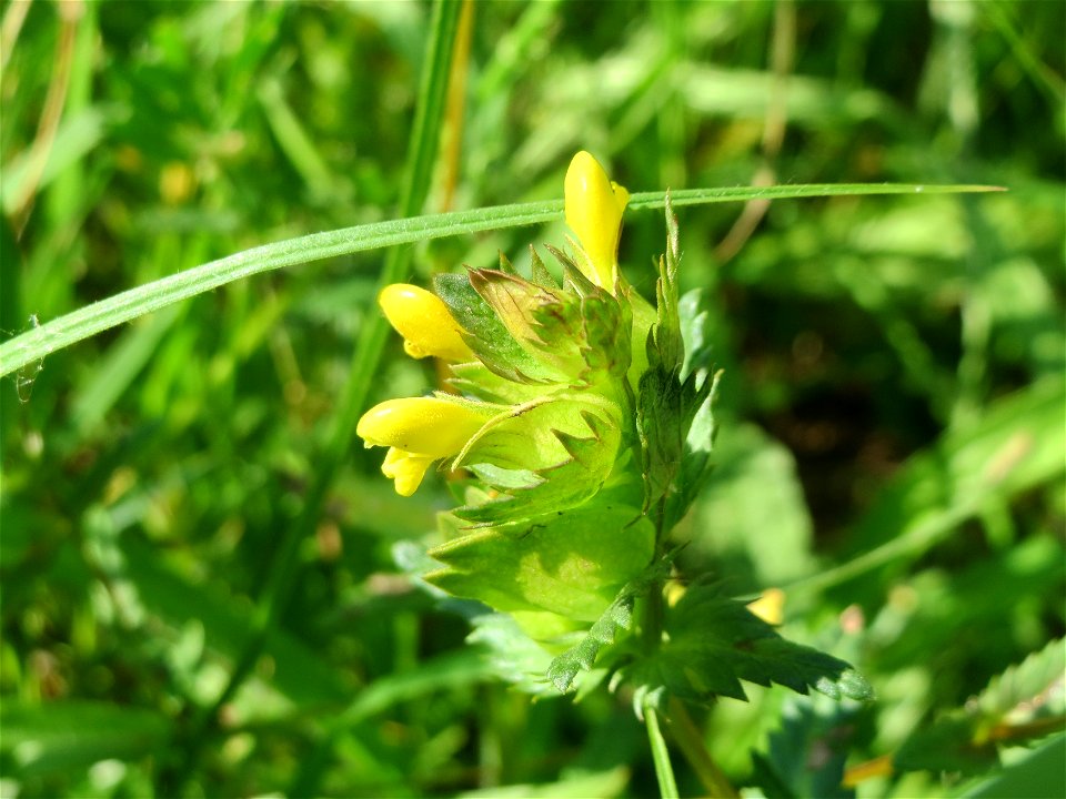 Kleiner Klappertopf (Rhinanthus minor) im Naturschutzgebiet „Bachwiesen/Leopoldswiesen“ im Hockenheimer Rheinbogen