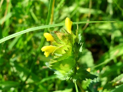 Kleiner Klappertopf (Rhinanthus minor) im Naturschutzgebiet „Bachwiesen/Leopoldswiesen“ im Hockenheimer Rheinbogen