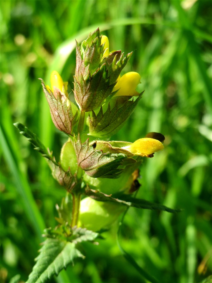 Kleiner Klappertopf (Rhinanthus minor) im Naturschutzgebiet „Bachwiesen/Leopoldswiesen“ im Hockenheimer Rheinbogen
