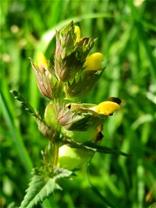 Kleiner Klappertopf (Rhinanthus minor) im Naturschutzgebiet „Bachwiesen/Leopoldswiesen“ im Hockenheimer Rheinbogen