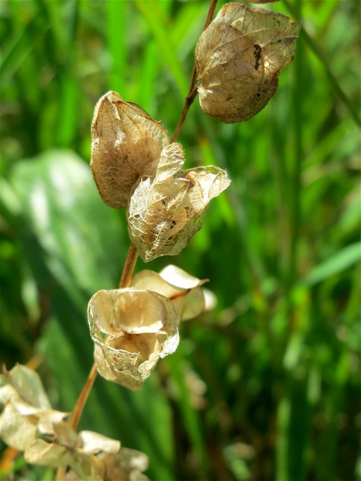 Fruchtstand vom Kleinen Klappertopf (Rhinanthus minor) im Naturschutzgebiet „Bachwiesen/Leopoldswiesen“ im Hockenheimer Rheinbogen