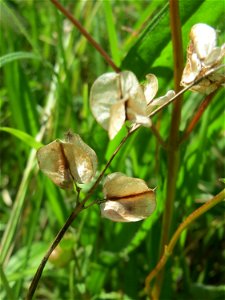 Fruchtstand vom Kleinen Klappertopf (Rhinanthus minor) im Naturschutzgebiet „Bachwiesen/Leopoldswiesen“ im Hockenheimer Rheinbogen