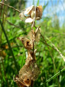 Fruchtstand vom Kleinen Klappertopf (Rhinanthus minor) im Naturschutzgebiet „Bachwiesen/Leopoldswiesen“ im Hockenheimer Rheinbogen