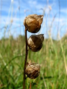 Fruchtstand vom Kleinen Klappertopf (Rhinanthus minor) im Naturschutzgebiet „Bachwiesen/Leopoldswiesen“ im Hockenheimer Rheinbogen