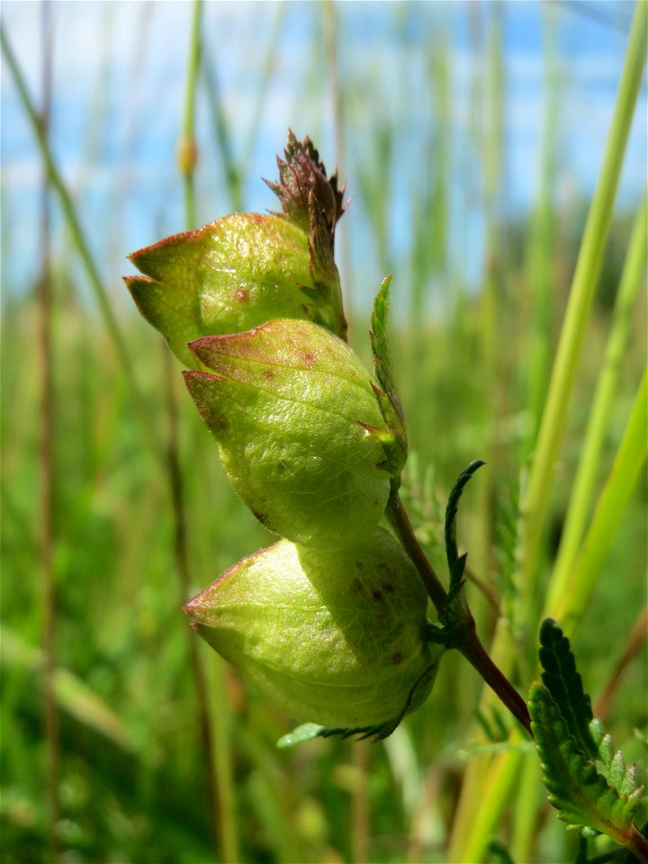 Fruchtstand vom Kleinen Klappertopf (Rhinanthus minor) im Naturschutzgebiet „Bachwiesen/Leopoldswiesen“ im Hockenheimer Rheinbogen