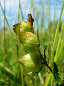 Fruchtstand vom Kleinen Klappertopf (Rhinanthus minor) im Naturschutzgebiet „Bachwiesen/Leopoldswiesen“ im Hockenheimer Rheinbogen