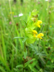 Kleiner Klappertopf (Rhinanthus minor) auf einer typischen „Bliesgau-Wiese“ bei Fechingen