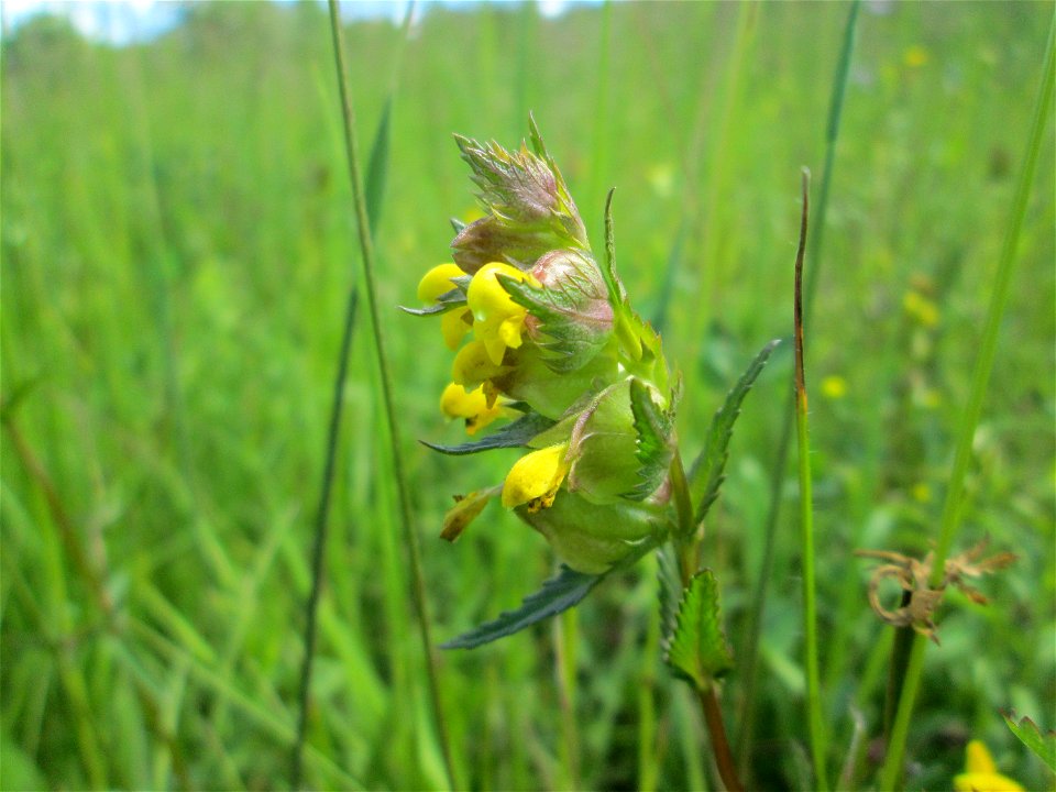 Kleiner Klappertopf (Rhinanthus minor) im Naturschutzgebiet „Beierwies“ oberhalb von Fechingen