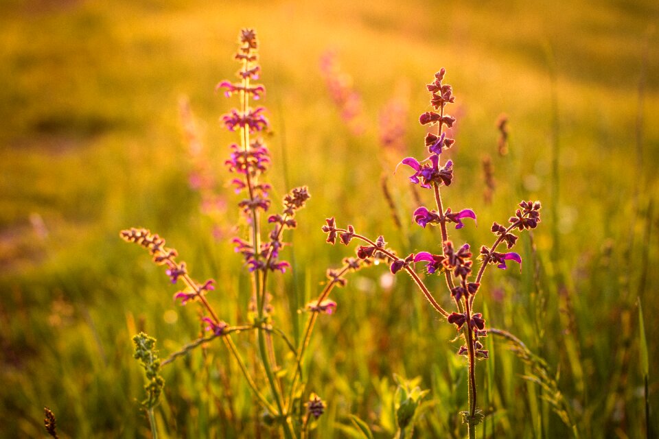 Flower purple nature