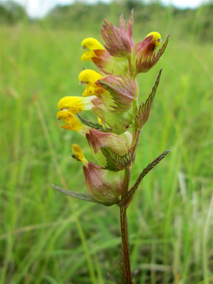 Kleiner Klappertopf (Rhinanthus minor) im Naturschutzgebiet „Birzberg, Honigsack/Kappelberghang“