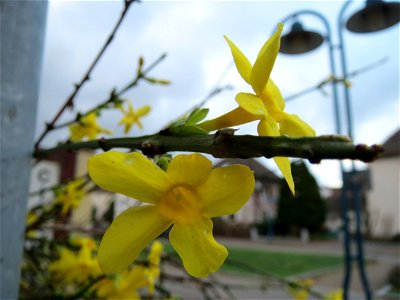 Zweite Blüte der Forsythie (Forsythia × intermedia) Jasminum nudiflorum in Hockenheim