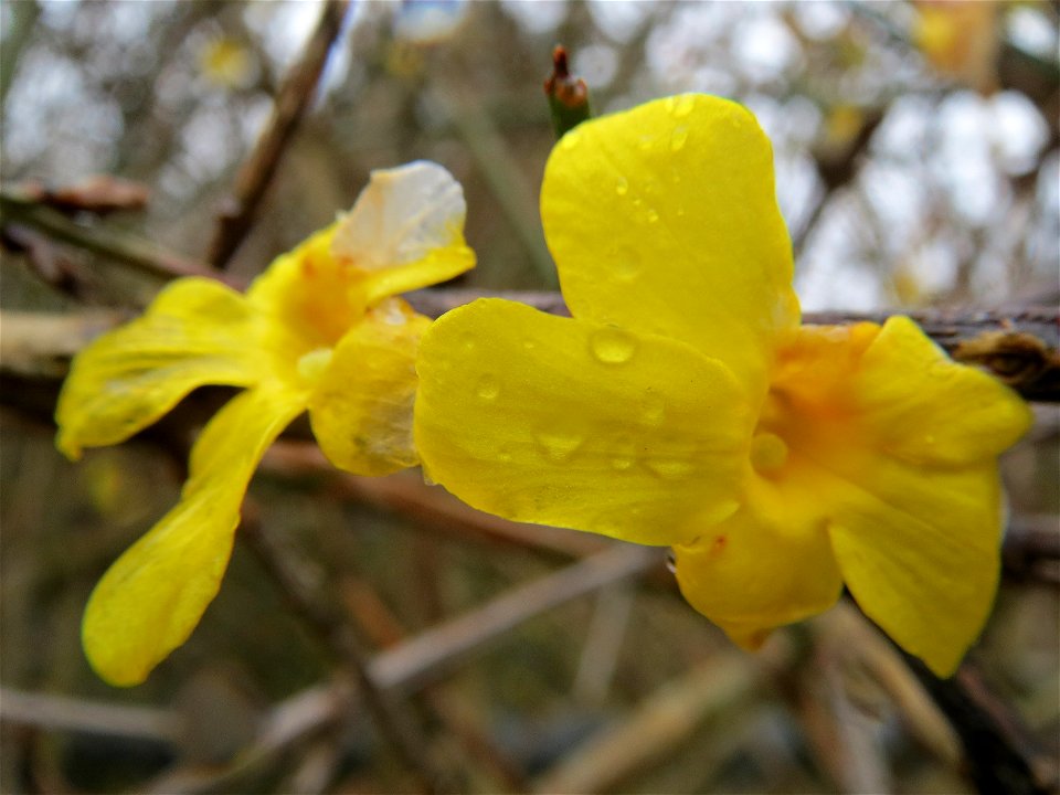 Forsythie (Forsythia × intermedia) Jasminum nudiflorum in Hockenheim
