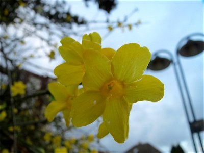 Zweite Blüte der Forsythie (Forsythia × intermedia) Jasminum nudiflorum in Hockenheim