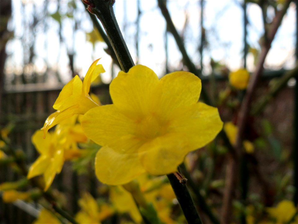 Zweite Blüte der Forsythie (Forsythia × intermedia) Jasminum nudiflorum in Hockenheim