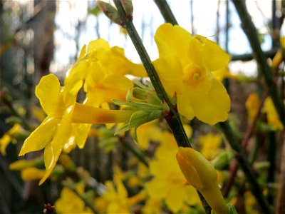 Zweite Blüte der Forsythie (Forsythia × intermedia) Jasminum nudiflorum in Hockenheim