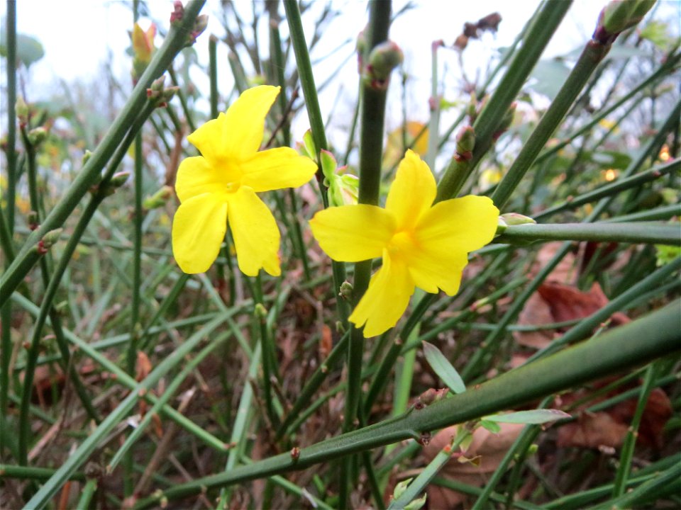 Winter-Jasmin (Jasminum nudiflorum) am Winterberg in Saarbrücken