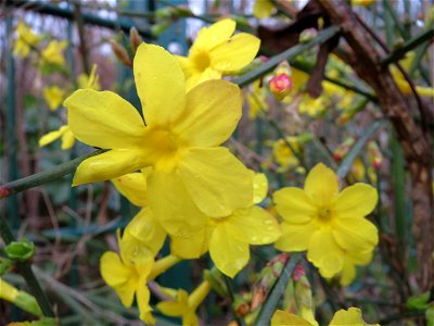 Winter-Jasmin (Jasminum nudiflorum) in Hockenheim