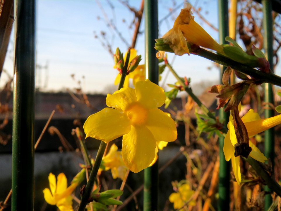 Winter-Jasmin (Jasminum nudiflorum) in Hockenheim
