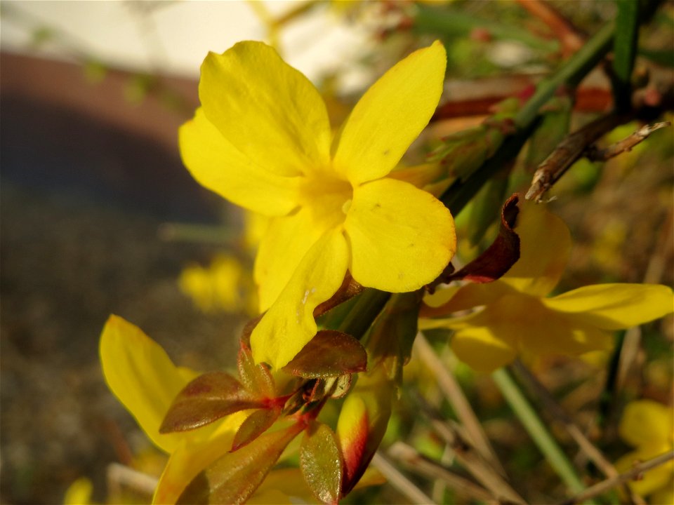 Winter-Jasmin (Jasminum nudiflorum) in Hockenheim